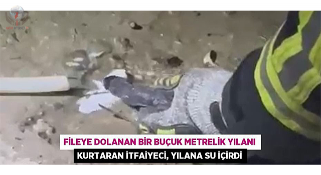 Fileye dolanan bir buçuk metrelik yılanı kurtaran itfaiyeci, yılana su içirdi