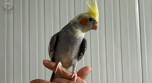 Hatay'da günler sonra bulunan papağanın sevinci ile göz yaşlarına boğuldu
