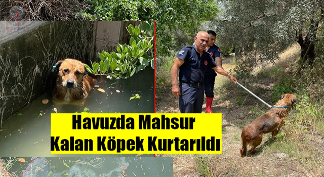 Havuzda mahsur kalan köpek kurtarıldı