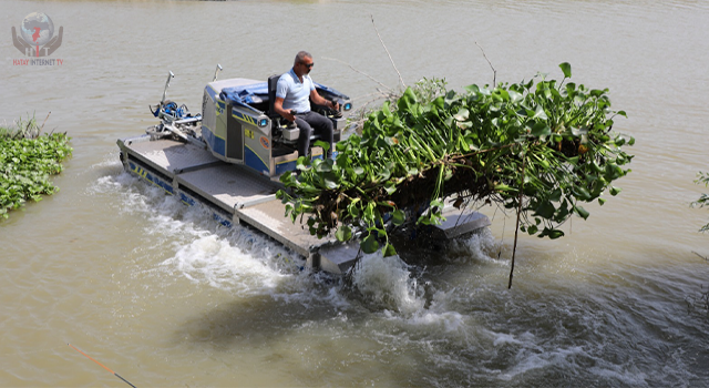 HBB, İSTİLACI SU SÜMBÜLLERİYLE MÜCADELE EDİYOR