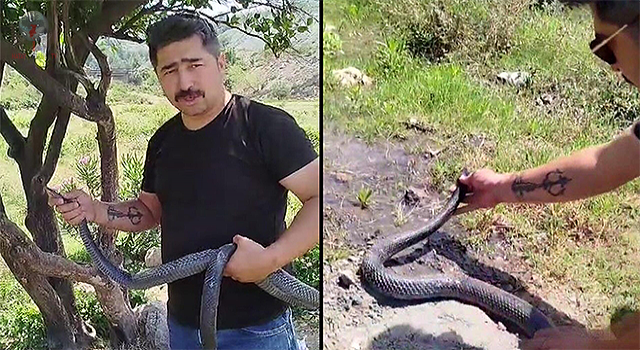 Herkes bakmaya bile korkarken, yılanlara fısıldıyor