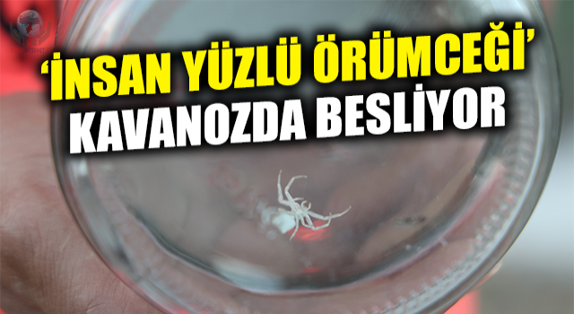İnsanlarda merak uyandıran 'insan yüzlü örümceği' kavanozda besliyor