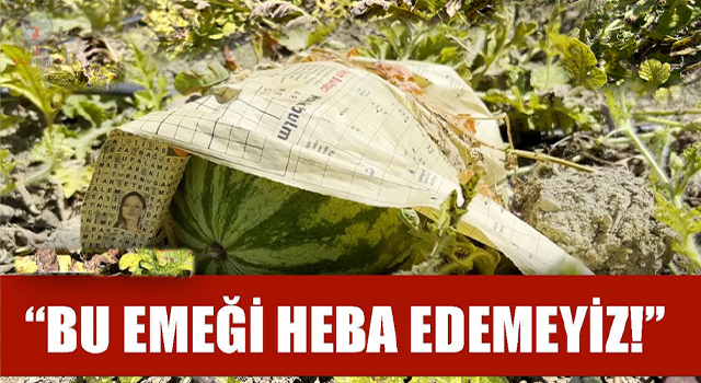 Kavurucu sıcağa karşı çözümü tarladaki karpuzları tek tek gazeteyle sarmakta buldu