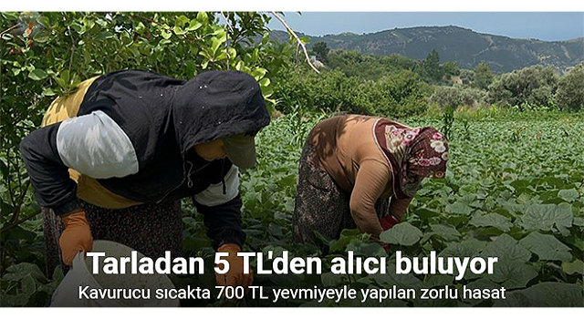 Kavurucu sıcakta 700 TL yevmiyeyle yapılan zorlu hasatta salatalık tarladan 5 TL'den alıcı buluyor