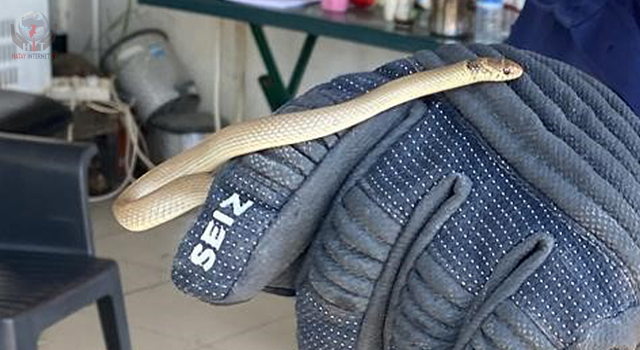 Motosikletin motor kısmına giren yılanı itfaiye yakaladı