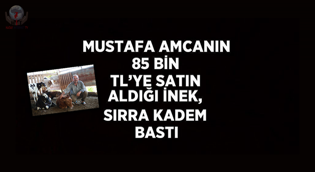 Mustafa amcanın 85 bin TL’ye satın aldığı inek, sırra kadem bastı