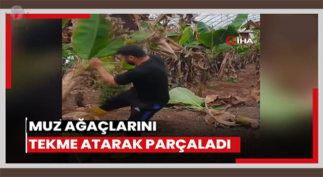 Muz ağaçlarını tekmeleyerek parçalayan dövüşçü performansıyla ilgi odağı oldu