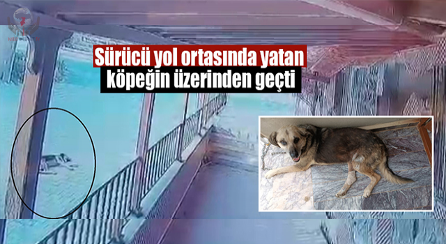 Sürücü yol ortasında yatan köpeğin üzerinden geçti