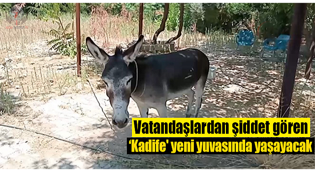Vatandaşlardan şiddet gören ‘Kadife' yeni yuvasında yaşayacak