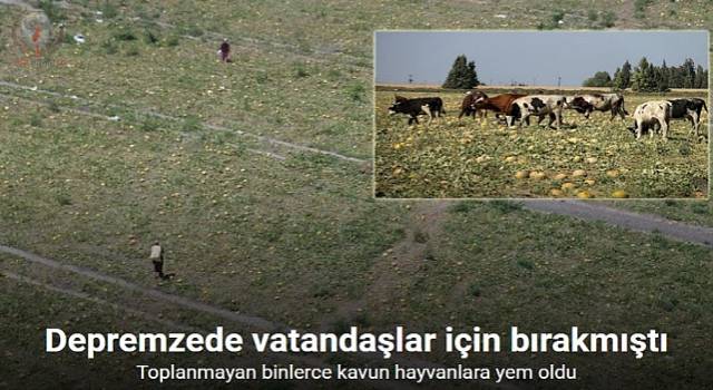 300 dönüm arazideki kavunu hayrına bırakmıştı, toplanmayan binlerce kavun hayvanlara yem oldu