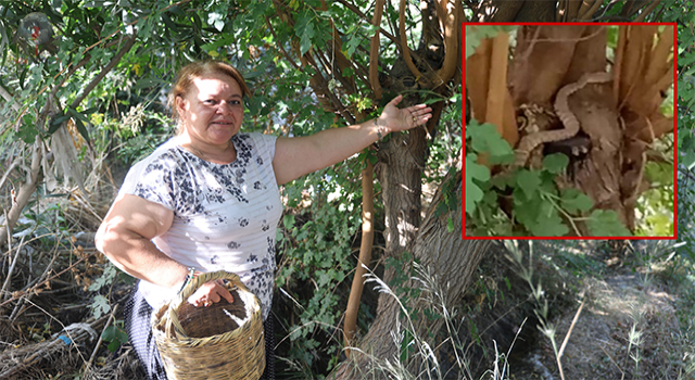 Çiftçi kadın, incir toplarken bir buçuk metrelik engerek yılanıyla karşılaştı