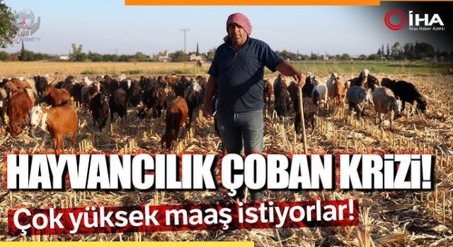 Çobanların kavurucu sıcakta zorlu mesaisi, yüksek maaş talebi çoban bulmayı zorluyor