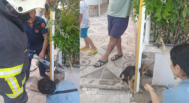 Demir kapıya sıkışan yavru köpeği itfaiye kurtardı