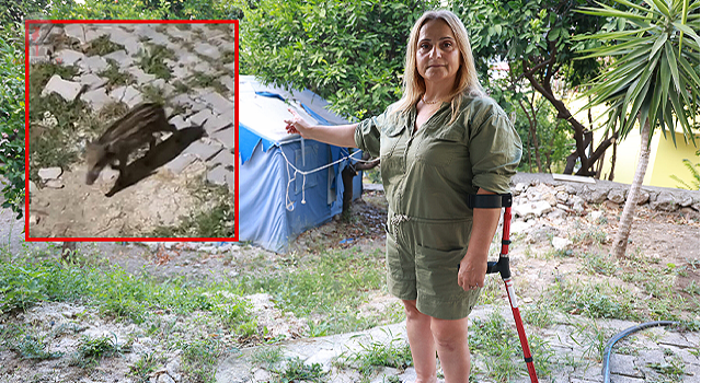 Gurbetçi kadının ilk misafirleri yaban domuzu sürüsü oldu