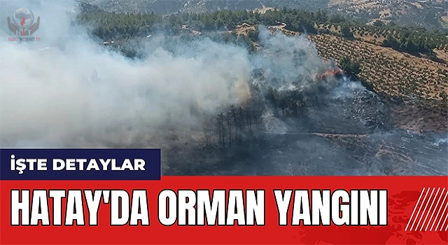 Hatay’da orman yangını