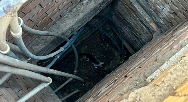 İskenderun’da binanın havalandırma boşluğuna düşen yavru kedi kurtarıldı