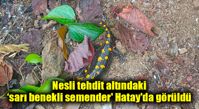 Nesli tehdit altındaki ‘sarı benekli semender' Hatay'da görüldü