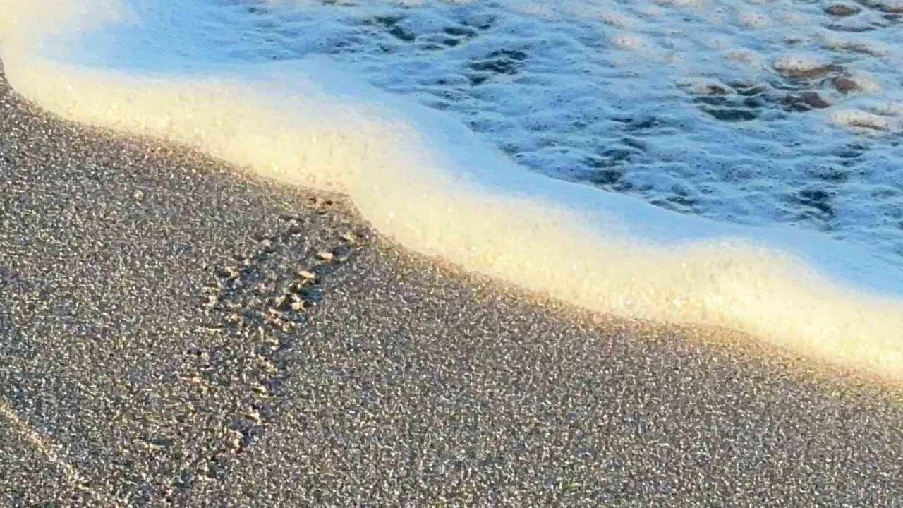 Alanyada yavru caretta carettalar mavi sularla buluşmaya devam ediyor