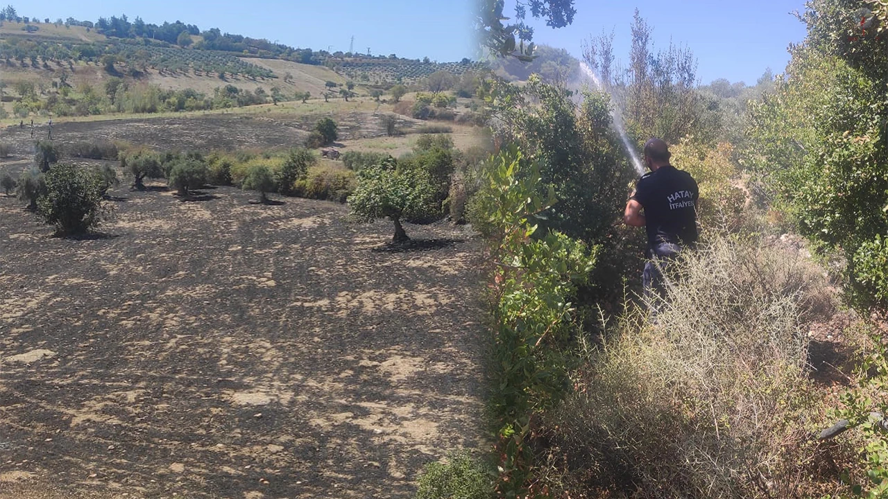 Altınözü’nde zeytinlik yangını