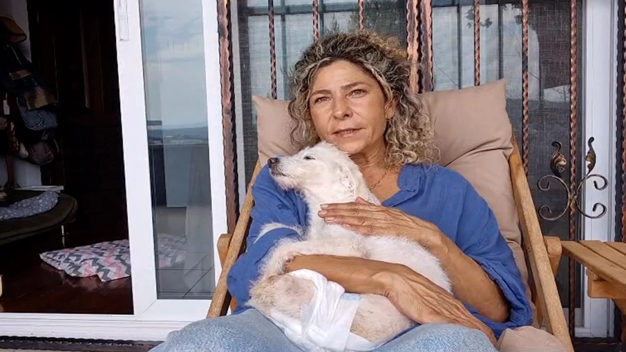 Arka ayakları kesilmiş halde bulunan köpek yeni yuvasına kavuştu