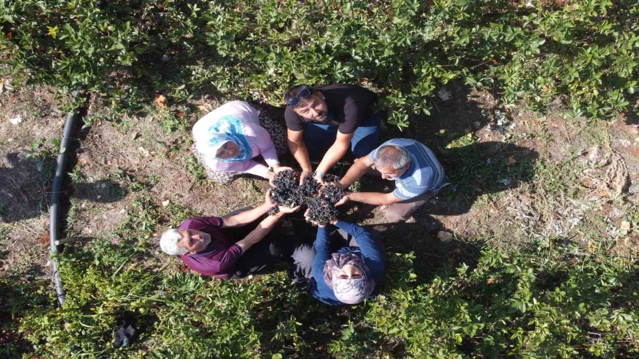 Ata toprağını üretime geçirdi, şifa deposu meyve üretti