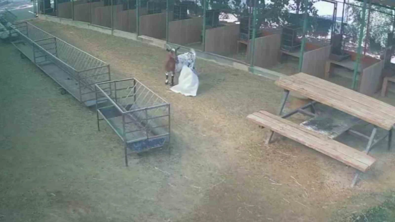 Başına çuval geçen cüce keçi, diğer keçilerin kabusu oldu