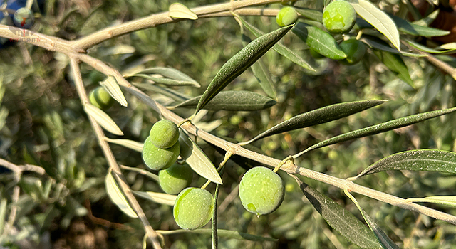 Deprem bölgesinde yüz güldüren hasat; sofralık zeytin kilogram fiyatı 70 TLden alıcı buluyor
