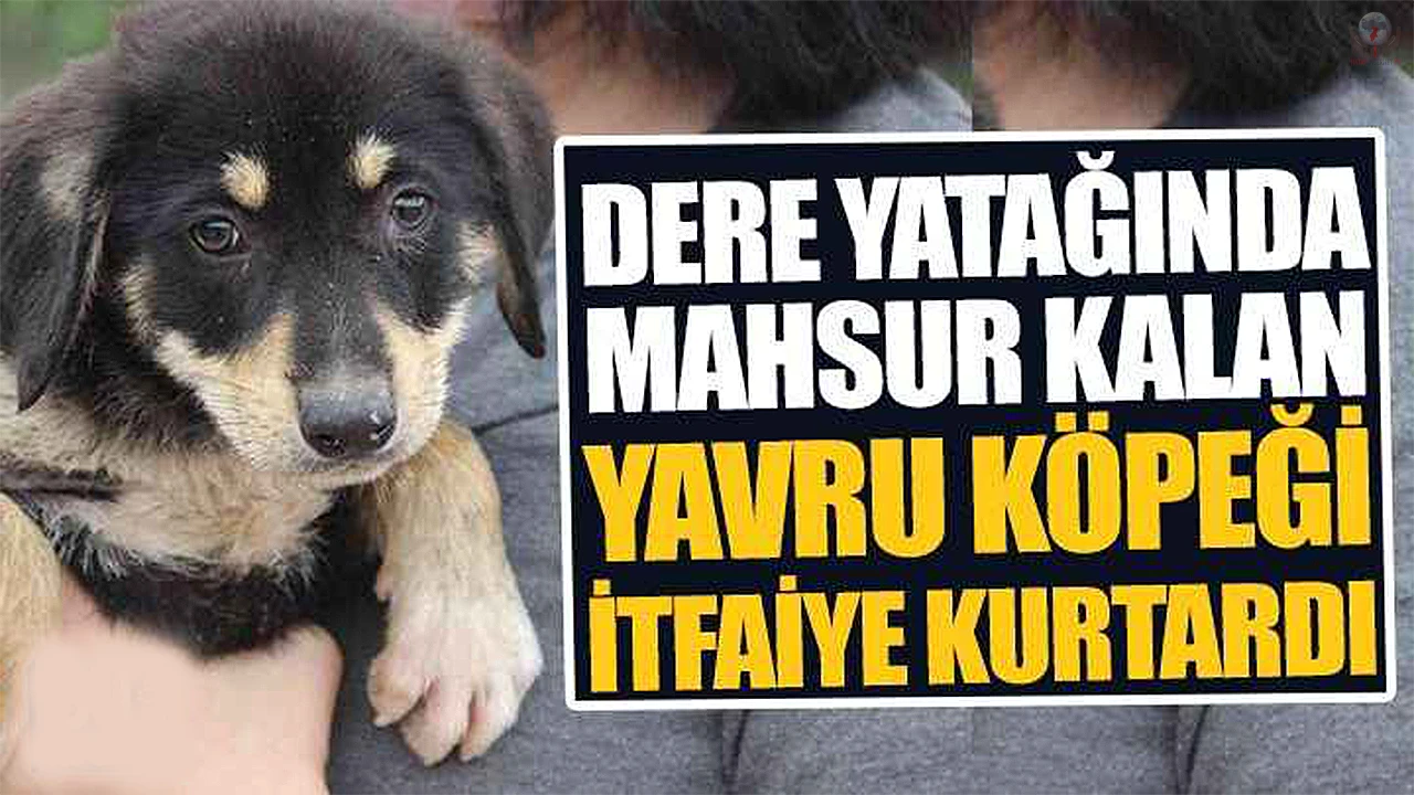 Dere yatağında mahsur kalan köpeği itfaiye kurtardı