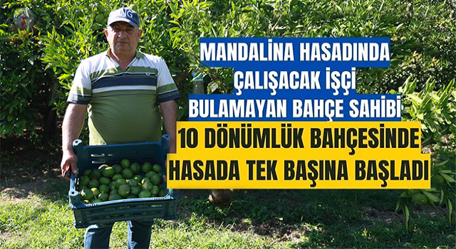 Erkenci mandalina hasadında çalışacak işçi bulamayan bahçe sahibi, 10 dönümlük bahçesinde hasada tek başına başladı