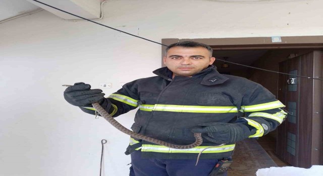 Erzinde eve giren yılanı itfaiye yakaladı