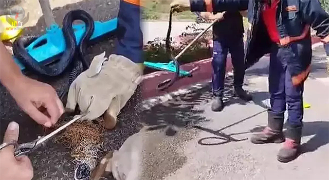 Hatayda balık ağına takılan yılan itfaiye ekiplerince kurtarıldı