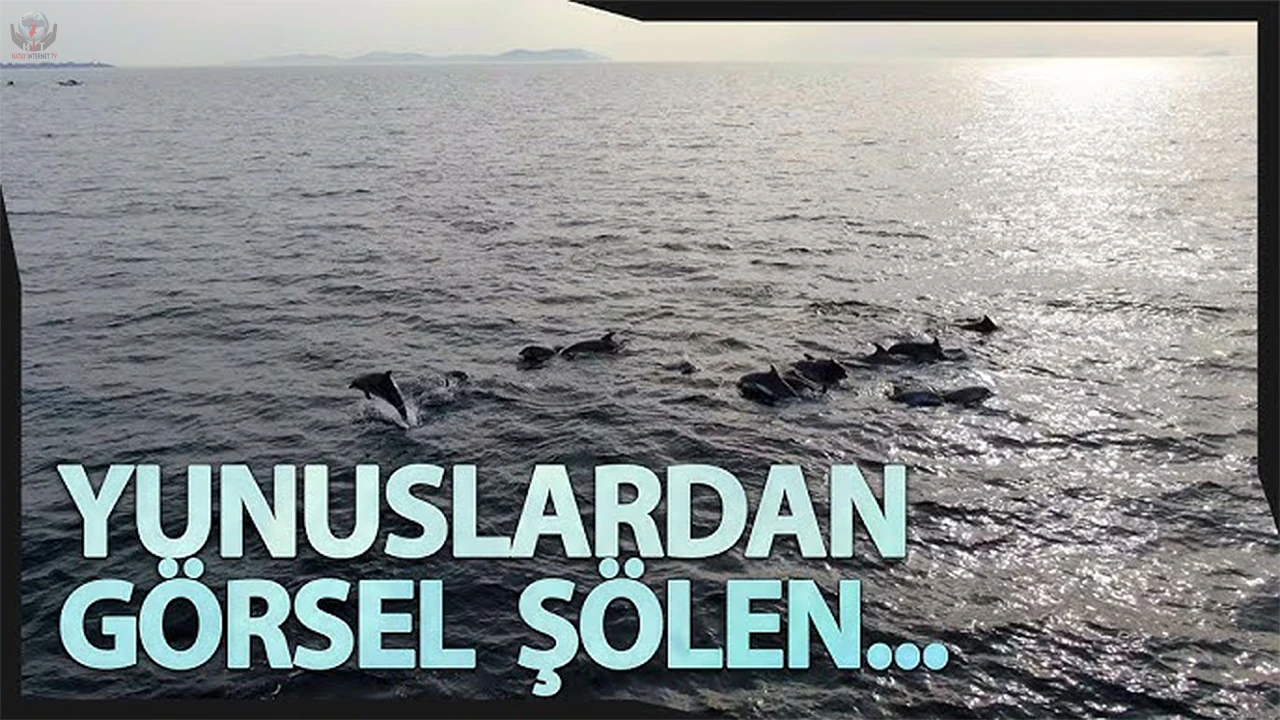 İskenderun Körfezinde yunus balığı heyecanı