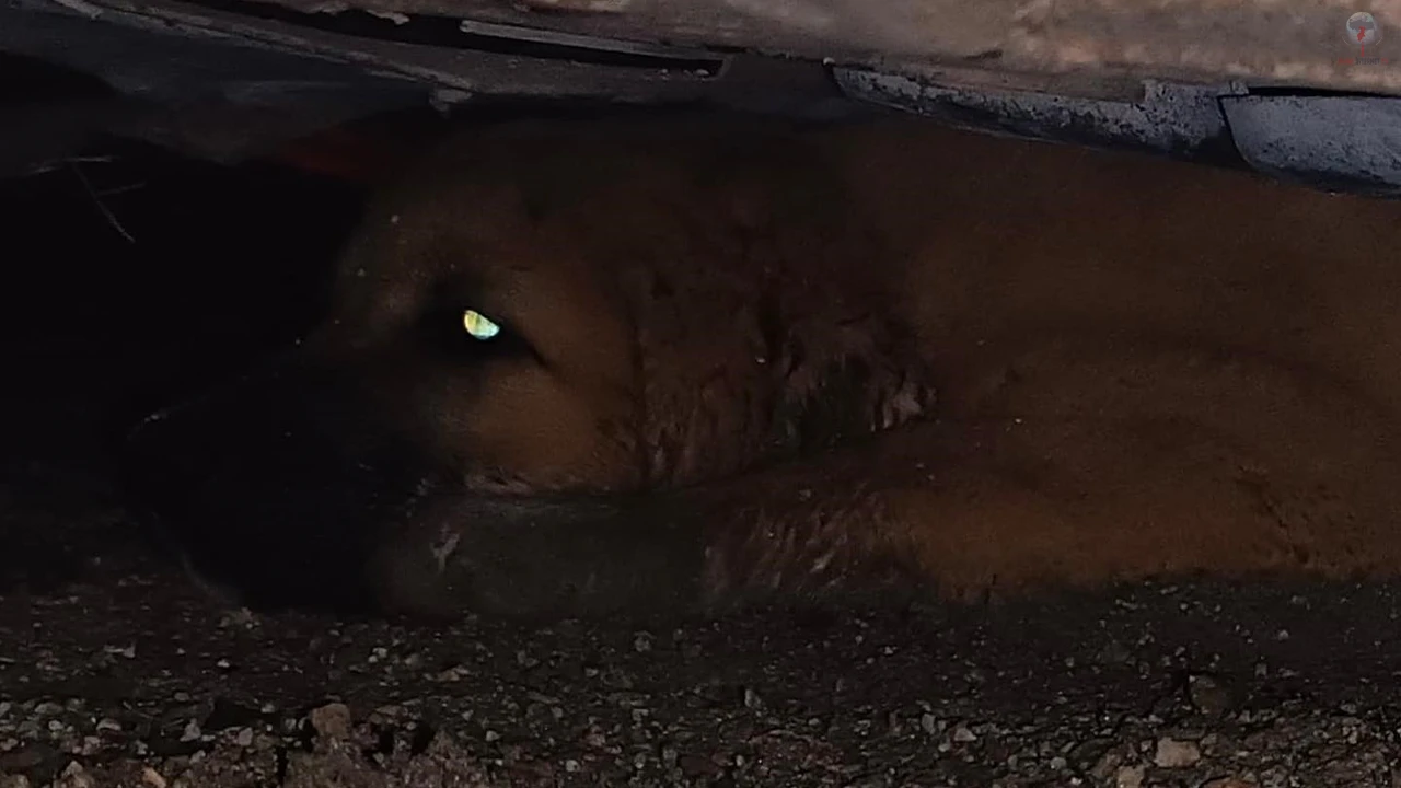 Otomobilin altında mahsur kalan köpeği itfaiye kurtardı