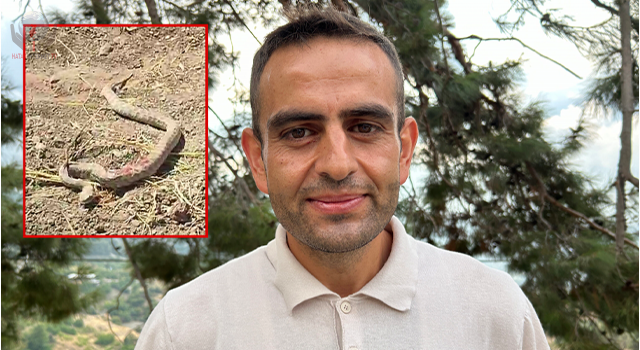 Toprağa gizlenen zehirli engerek kameraya yakalandı