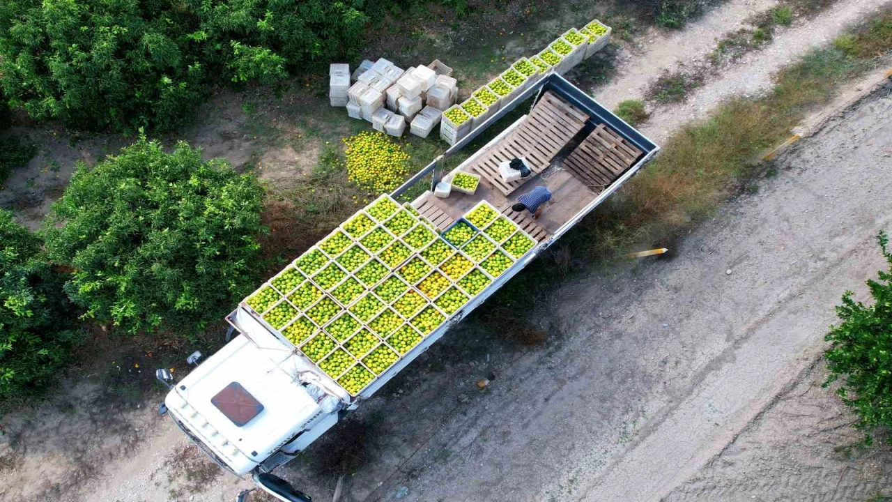 Adanada mandalinadan 500 bin ton verim bekleniyor