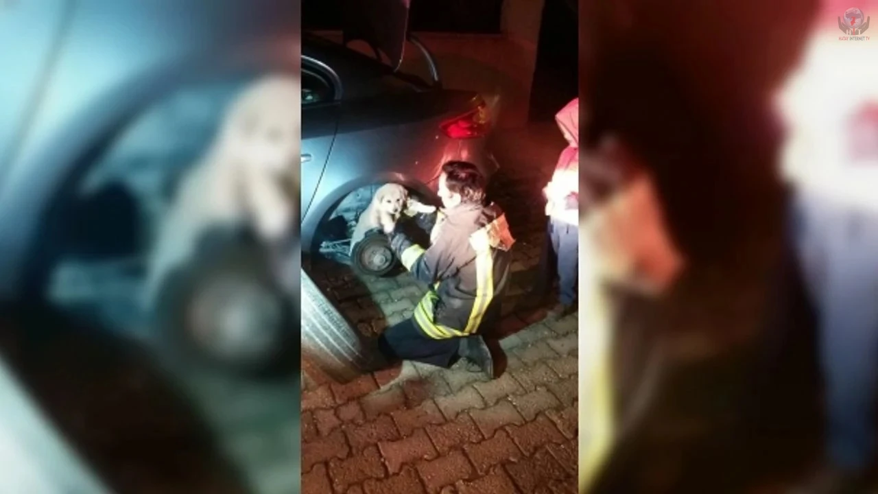 Aracın motoruna giren yavru köpek, lastik sökülerek kurtarıldı