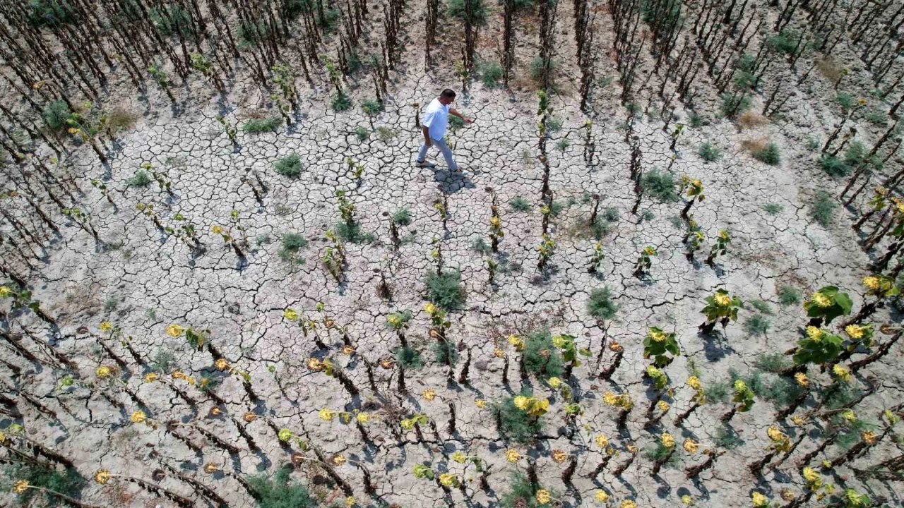 Çukurovada aşırı sıcaklar ürünleri yaktı, çiftçi bu yıl umduğunu bulamadı