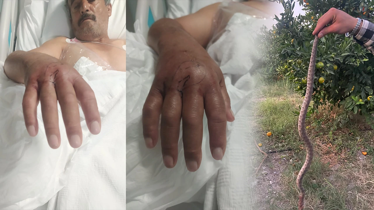 Hatayda çiftçiyi narenciye toplarken yılan soktu