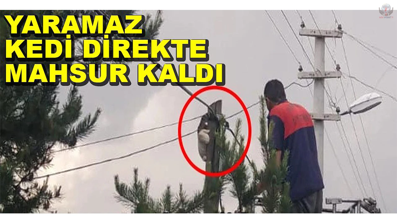 Kedi çıktığı direkte mahsur kaldı