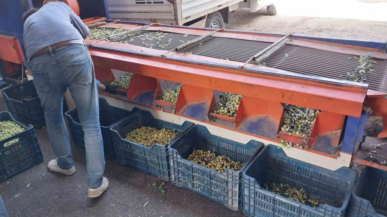 Mersinde bahçeden sofralara zeytinyağı yolculuğu başladı