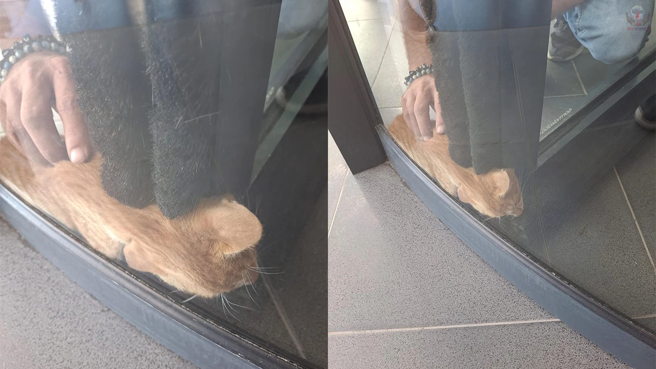 Primemall AVM'nin döner kapısında kedi mahsur kaldı