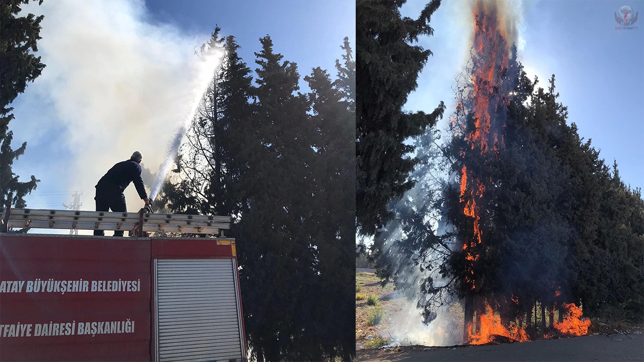 Reyhanlıda çamlık alanda yangın çıktı