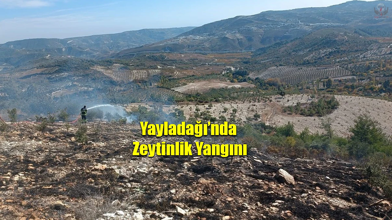 Yayladağında zeytinlik yangını