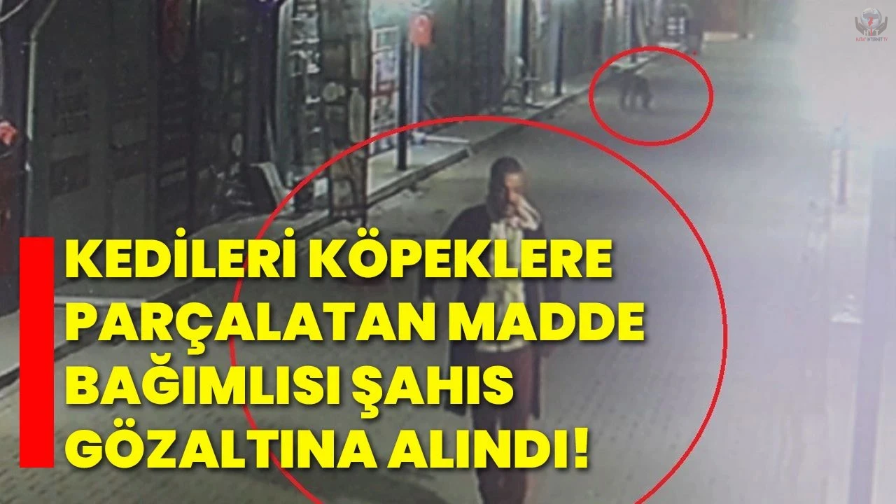 Kedileri köpeklere parçalatan madde bağımlısı şahıs gözaltına alındı