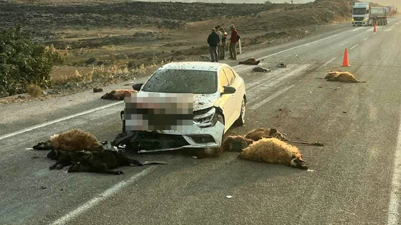 Küçükbaş hayvan sürüsünün arasında otomobil daldı: 17 hayvan telef oldu