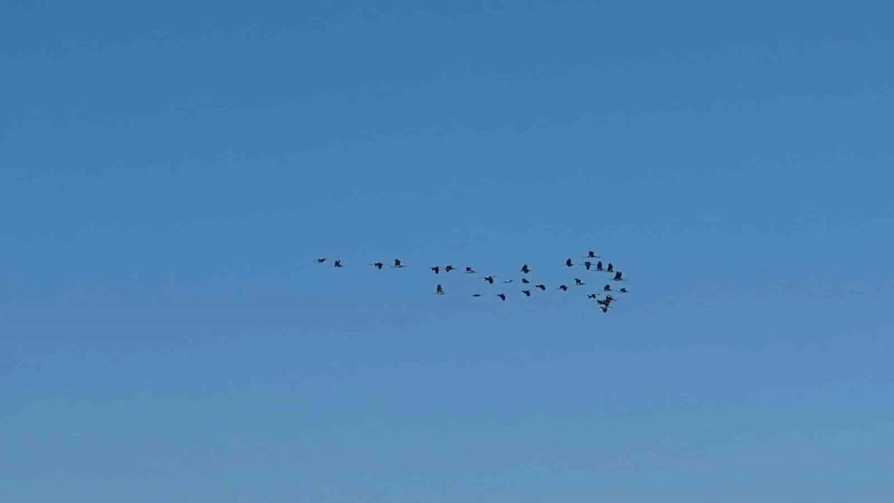 Adanada leyleklerin göç yolculuğu başladı