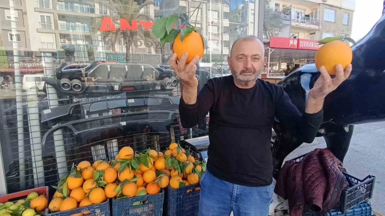 Antalyanın dev portakalları: 3 tanesi 2 kilo geliyor