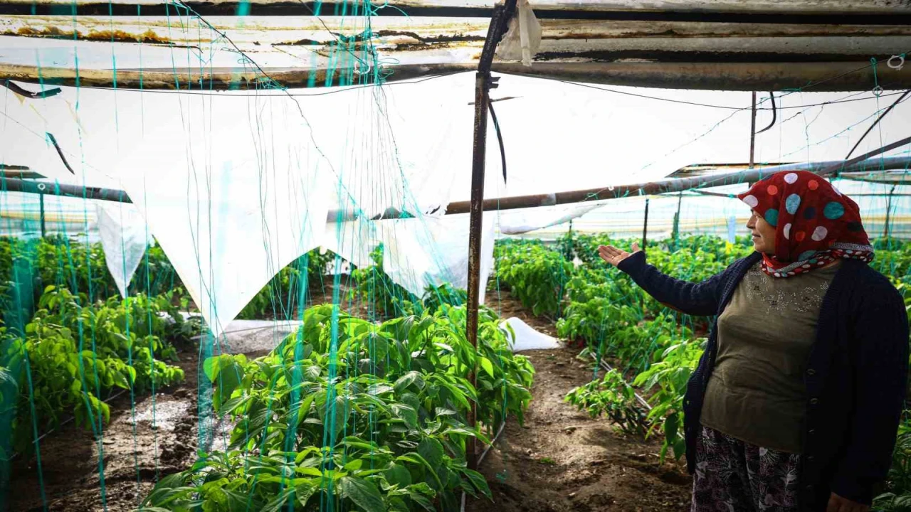 Demrede dolu yağışıyla zarar gören seralar tespit ediliyor