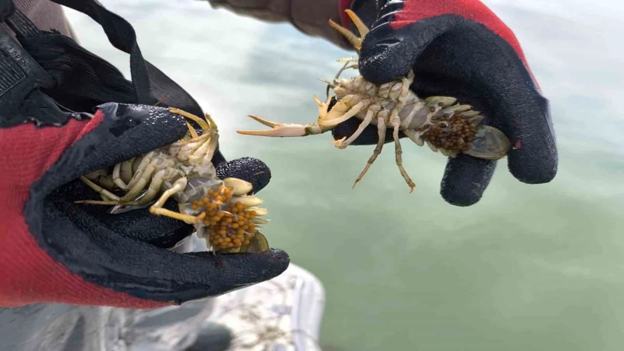 Eğirdir Gölünde yasa dışı avlanan 100 kilogram canlı kerevit göle salındı