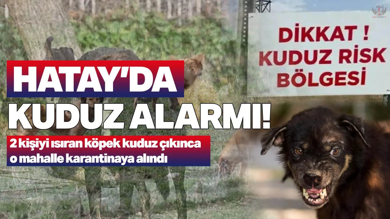 Hatayda vatandaşlara saldıran köpek kuduz çıktı, mahalle karantinaya alındı